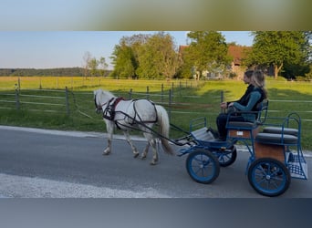 Galés-C, Caballo castrado, 11 años, 135 cm, Tordo rodado