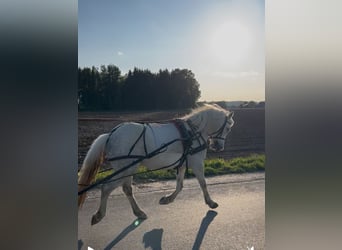 Galés-C, Caballo castrado, 11 años, 135 cm, Tordo rodado