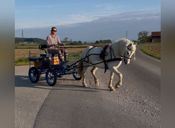 Galés-C, Caballo castrado, 11 años, 135 cm, Tordo rodado