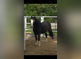 Galés-C, Caballo castrado, 12 años, 127 cm, Negro