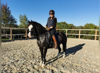 Galés-C, Caballo castrado, 12 años, 127 cm, Negro