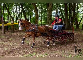 Galés-C, Caballo castrado, 12 años, 132 cm, Alazán