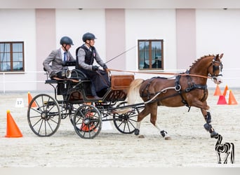 Galés-C, Caballo castrado, 12 años, 132 cm, Alazán