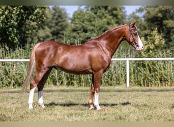 Galés-C, Caballo castrado, 12 años, 132 cm, Alazán