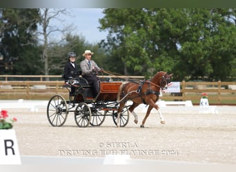 Galés-C, Caballo castrado, 12 años, 132 cm, Alazán