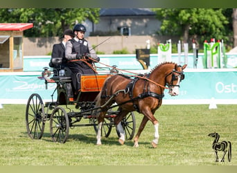 Galés-C, Caballo castrado, 12 años, 132 cm, Alazán