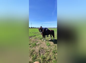 Galés-C, Caballo castrado, 12 años, Alazán-tostado