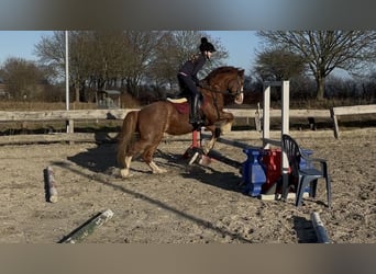 Galés-C, Caballo castrado, 13 años, 145 cm, Alazán-tostado