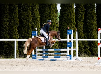 Galés-C, Caballo castrado, 14 años, 134 cm, Alazán