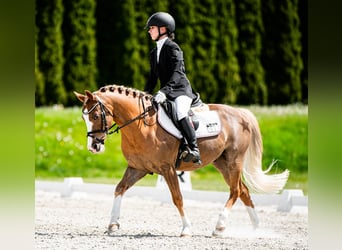 Galés-C, Caballo castrado, 14 años, 134 cm, Alazán