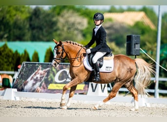Galés-C, Caballo castrado, 14 años, 134 cm, Alazán