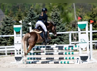 Galés-C, Caballo castrado, 14 años, 134 cm, Alazán