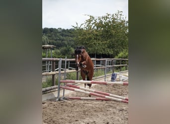 Galés-C, Caballo castrado, 14 años, 142 cm, Castaño