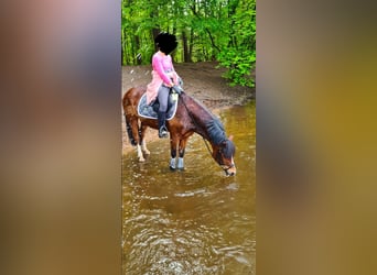 Galés-C, Caballo castrado, 14 años, 142 cm, Castaño