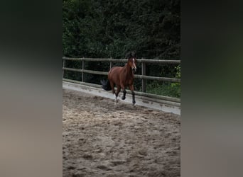 Galés-C, Caballo castrado, 14 años, 142 cm, Castaño