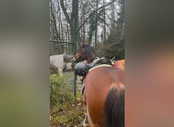 Galés-C, Caballo castrado, 14 años, 142 cm, Castaño