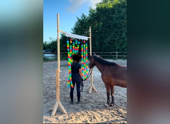 Galés-C, Caballo castrado, 14 años, 142 cm, Castaño