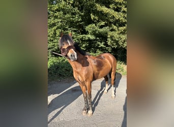 Galés-C, Caballo castrado, 14 años, 142 cm, Castaño