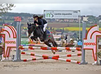 Galés-C Mestizo, Caballo castrado, 15 años, 137 cm, Musgo marrón