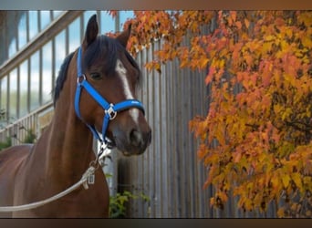 Galés-C, Caballo castrado, 15 años, 138 cm, Castaño