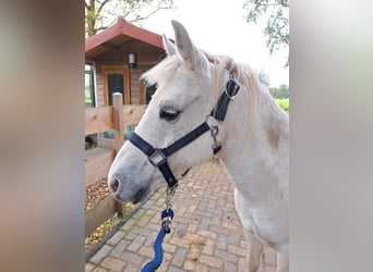 Galés-C, Caballo castrado, 16 años, 130 cm, Tordo