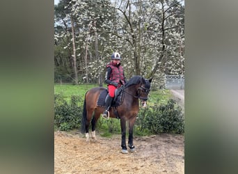 Galés-C, Caballo castrado, 16 años, 136 cm, Castaño oscuro