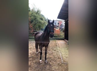 Galés-C, Caballo castrado, 16 años, 147 cm, Castaño