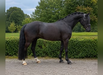 Galés-C, Caballo castrado, 17 años, 145 cm, Negro