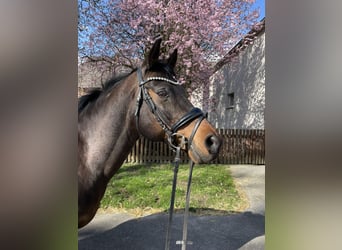 Galés-C Mestizo, Caballo castrado, 18 años, 152 cm, Castaño oscuro