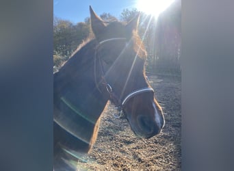 Galés-C, Caballo castrado, 19 años, 141 cm, Castaño oscuro