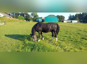 Galés-C Mestizo, Caballo castrado, 22 años, 130 cm, Negro