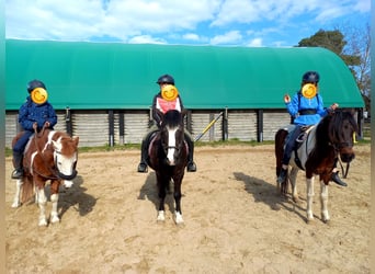 Galés-C Mestizo, Caballo castrado, 22 años, 130 cm, Negro
