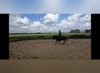 Galés-C, Caballo castrado, 24 años, 135 cm, Negro