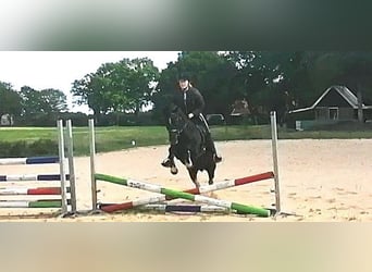 Galés-C, Caballo castrado, 24 años, 135 cm, Negro