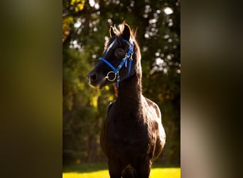 Galés-C, Caballo castrado, 24 años, 135 cm, Negro