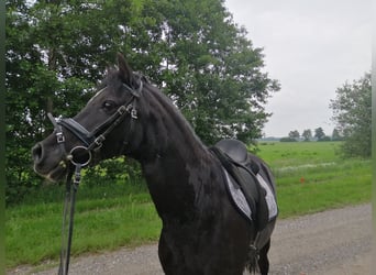 Galés-C, Caballo castrado, 24 años, 135 cm, Negro