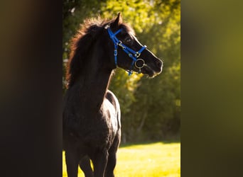 Galés-C, Caballo castrado, 25 años, 135 cm, Negro