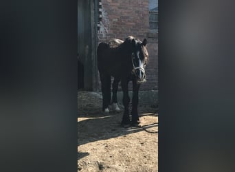 Galés-C, Caballo castrado, 27 años, 150 cm, Negro