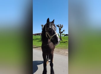 Galés-C, Caballo castrado, 27 años, 150 cm, Negro