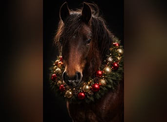 Galés-C, Caballo castrado, 2 años, 135 cm, Castaño
