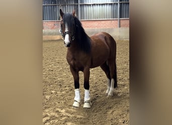 Galés-C, Caballo castrado, 3 años, 135 cm, Castaño