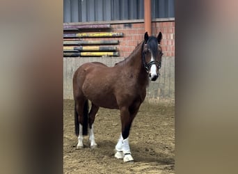 Galés-C, Caballo castrado, 3 años, 135 cm, Castaño