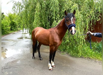 Galés-C Mestizo, Caballo castrado, 3 años, 140 cm, Castaño