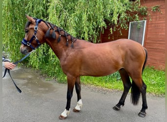 Galés-C Mestizo, Caballo castrado, 3 años, 140 cm, Castaño