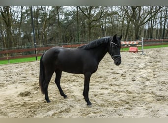 Galés-C Mestizo, Caballo castrado, 3 años, 144 cm, Negro