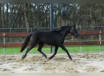 Galés-C Mestizo, Caballo castrado, 3 años, 144 cm, Negro