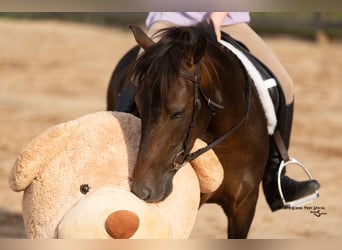 Galés-C Mestizo, Caballo castrado, 4 años, 117 cm, Pío