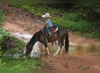 Galés-C Mestizo, Caballo castrado, 4 años, 117 cm, Pío