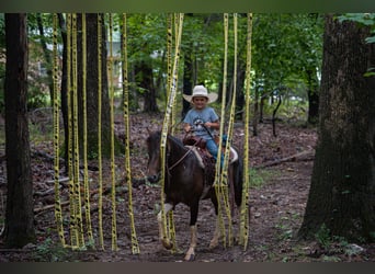 Galés-C Mestizo, Caballo castrado, 4 años, 117 cm, Pío