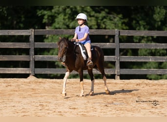 Galés-C Mestizo, Caballo castrado, 4 años, 117 cm, Pío